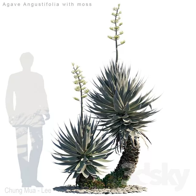 PLANTS – OUTDOOR – 3D MODELS – FREE DOWNLOAD – 17099