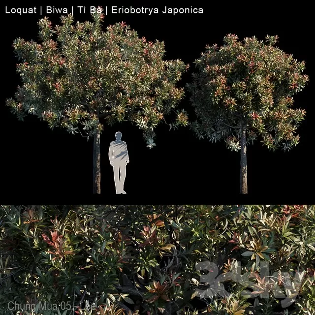 PLANTS – OUTDOOR – 3D MODELS – FREE DOWNLOAD – 17103