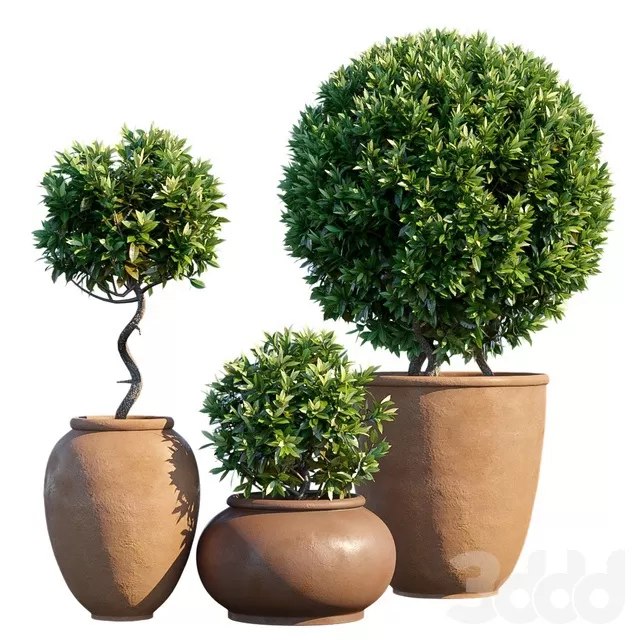 PLANTS – OUTDOOR – 3D MODELS – FREE DOWNLOAD – 17105