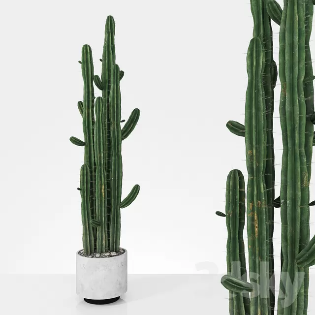 PLANTS – OUTDOOR – 3D MODELS – FREE DOWNLOAD – 17110