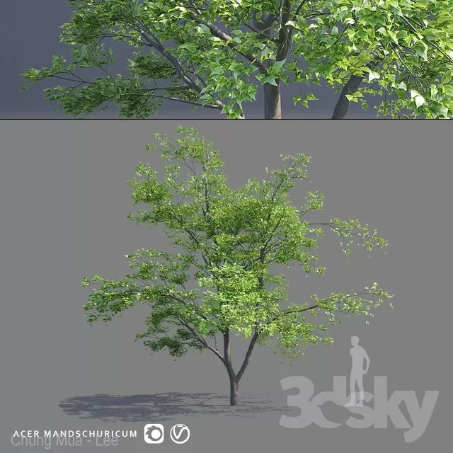 PLANTS – OUTDOOR – 3D MODELS – FREE DOWNLOAD – 17111