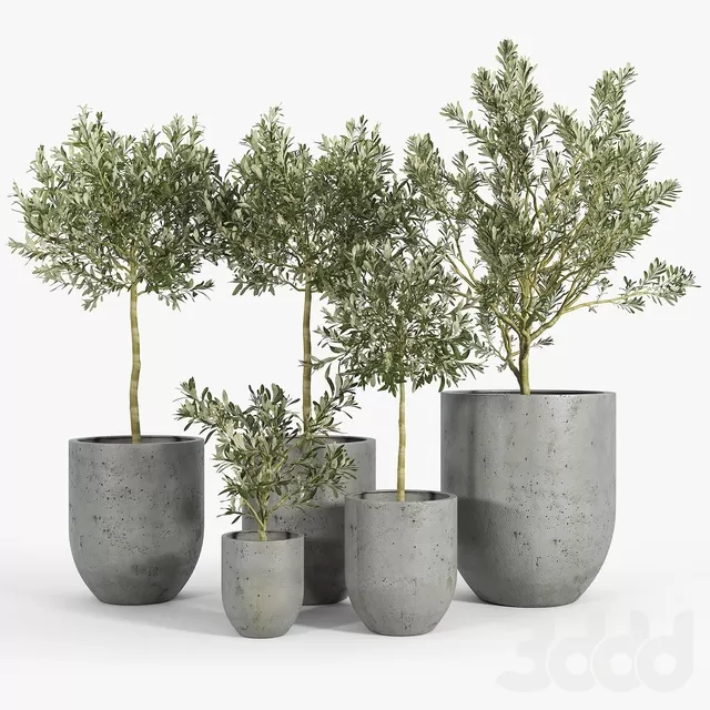 PLANTS – OUTDOOR – 3D MODELS – FREE DOWNLOAD – 17122