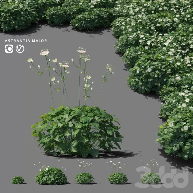 PLANTS – OUTDOOR – 3D MODELS – FREE DOWNLOAD – 17128