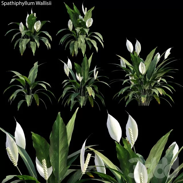 PLANTS – OUTDOOR – 3D MODELS – FREE DOWNLOAD – 17135