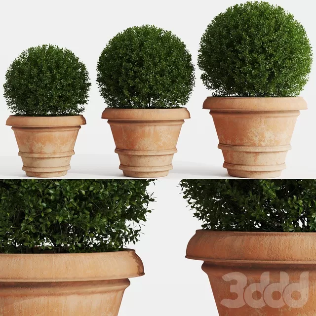 PLANTS – OUTDOOR – 3D MODELS – FREE DOWNLOAD – 17147