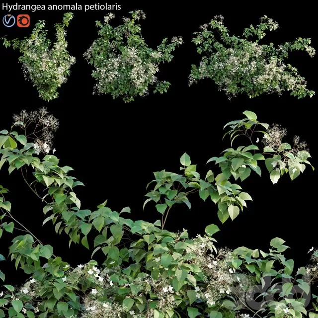 PLANTS – OUTDOOR – 3D MODELS – FREE DOWNLOAD – 17162