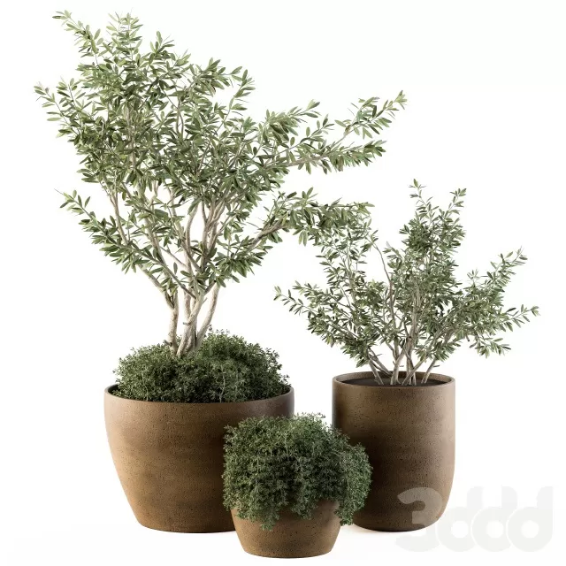 PLANTS – OUTDOOR – 3D MODELS – FREE DOWNLOAD – 17171