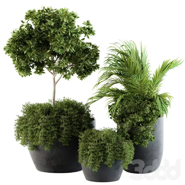PLANTS – OUTDOOR – 3D MODELS – FREE DOWNLOAD – 17174