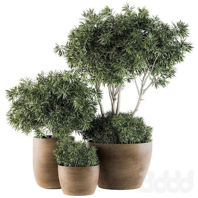 PLANTS – OUTDOOR – 3D MODELS – FREE DOWNLOAD – 17187