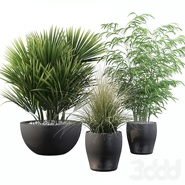 PLANTS – OUTDOOR – 3D MODELS – FREE DOWNLOAD – 17204