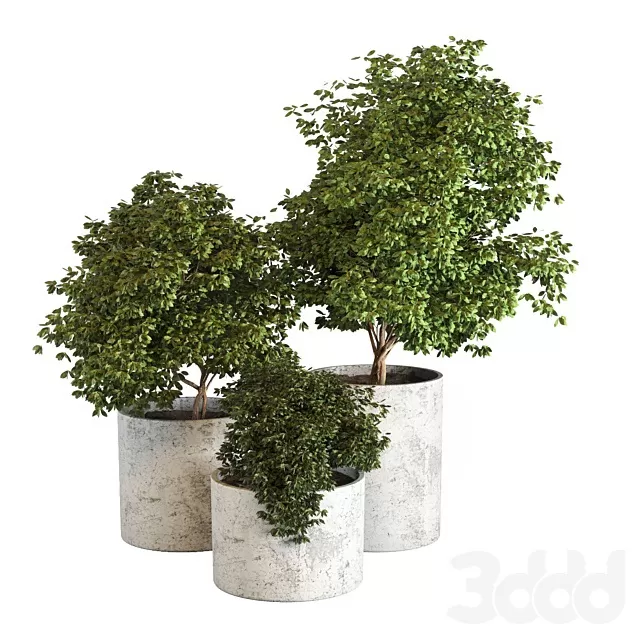 PLANTS – OUTDOOR – 3D MODELS – FREE DOWNLOAD – 17205