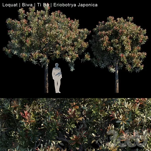 PLANTS – TREE – 3D MODELS – FREE DOWNLOAD – 17247