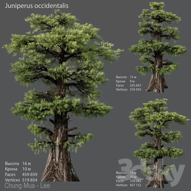PLANTS – TREE – 3D MODELS – FREE DOWNLOAD – 17251
