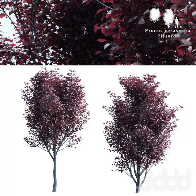 PLANTS – TREE – 3D MODELS – FREE DOWNLOAD – 17253