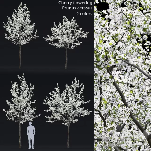PLANTS – TREE – 3D MODELS – FREE DOWNLOAD – 17257