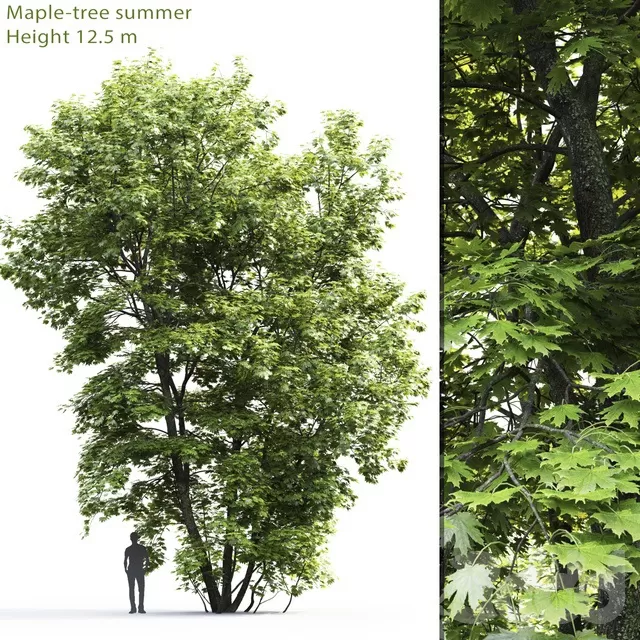 PLANTS – TREE – 3D MODELS – FREE DOWNLOAD – 17261