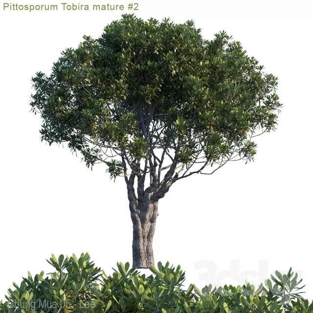 PLANTS – TREE – 3D MODELS – FREE DOWNLOAD – 17266
