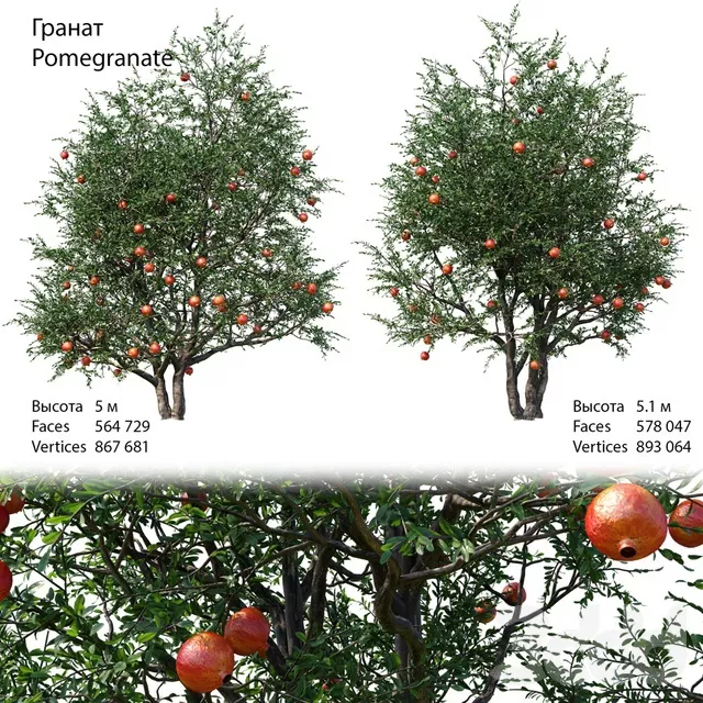 PLANTS – TREE – 3D MODELS – FREE DOWNLOAD – 17268