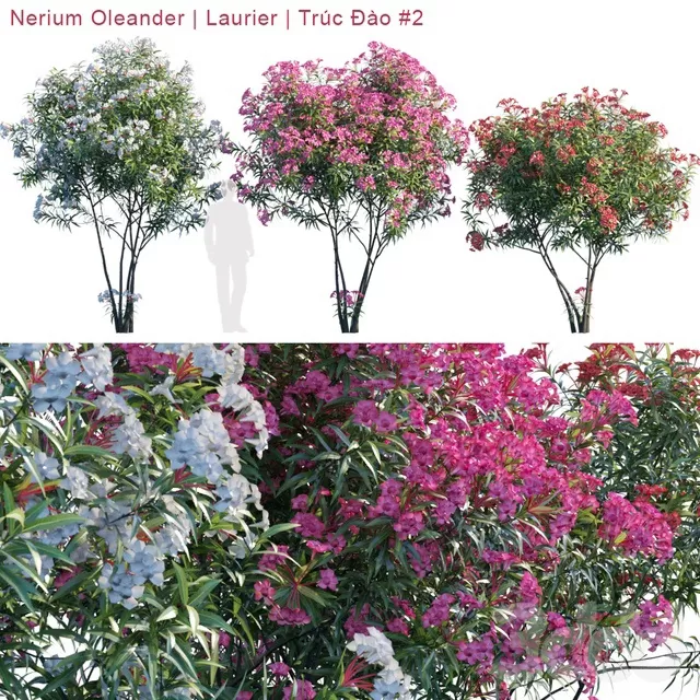 PLANTS – TREE – 3D MODELS – FREE DOWNLOAD – 17269