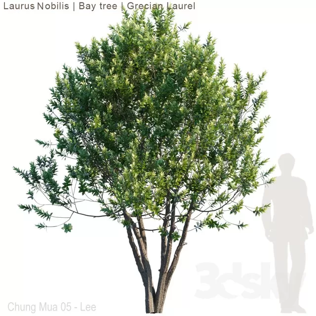 PLANTS – TREE – 3D MODELS – FREE DOWNLOAD – 17270