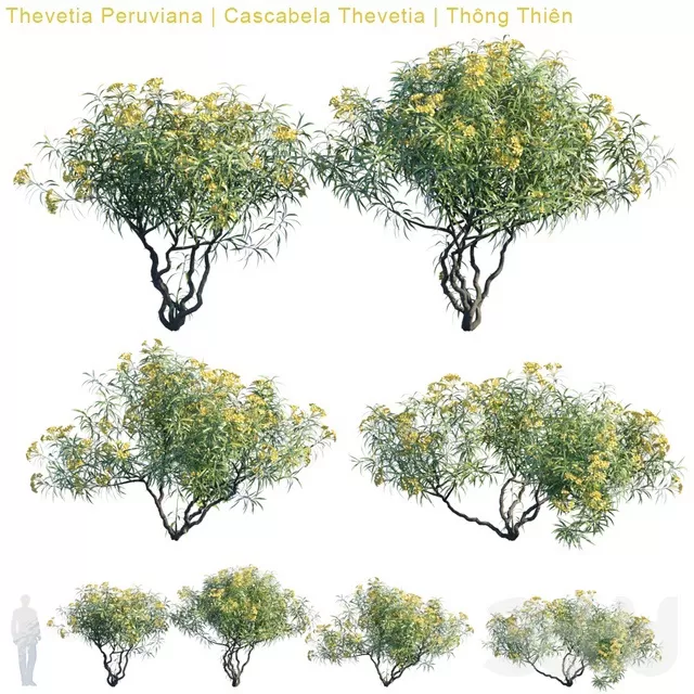 PLANTS – TREE – 3D MODELS – FREE DOWNLOAD – 17271