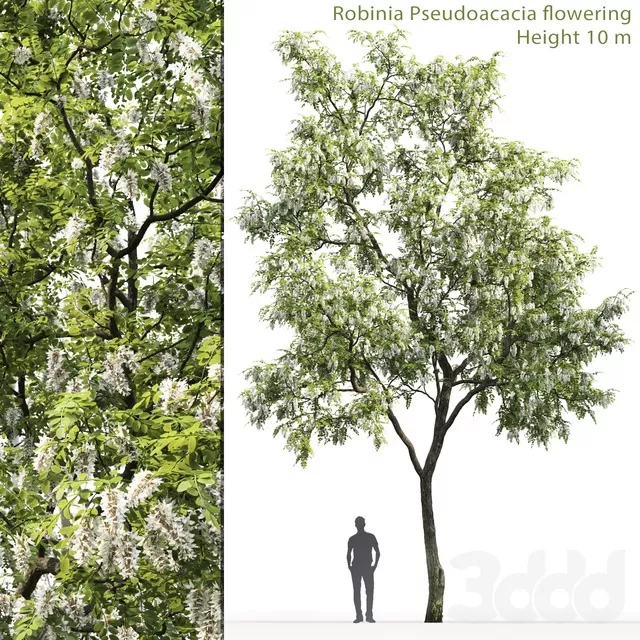 PLANTS – TREE – 3D MODELS – FREE DOWNLOAD – 17272