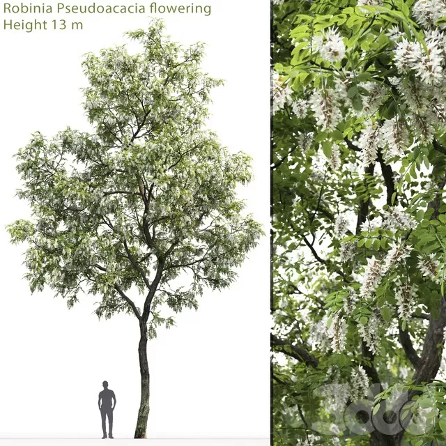 PLANTS – TREE – 3D MODELS – FREE DOWNLOAD – 17273