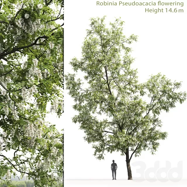 PLANTS – TREE – 3D MODELS – FREE DOWNLOAD – 17274