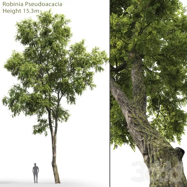 PLANTS – TREE – 3D MODELS – FREE DOWNLOAD – 17277