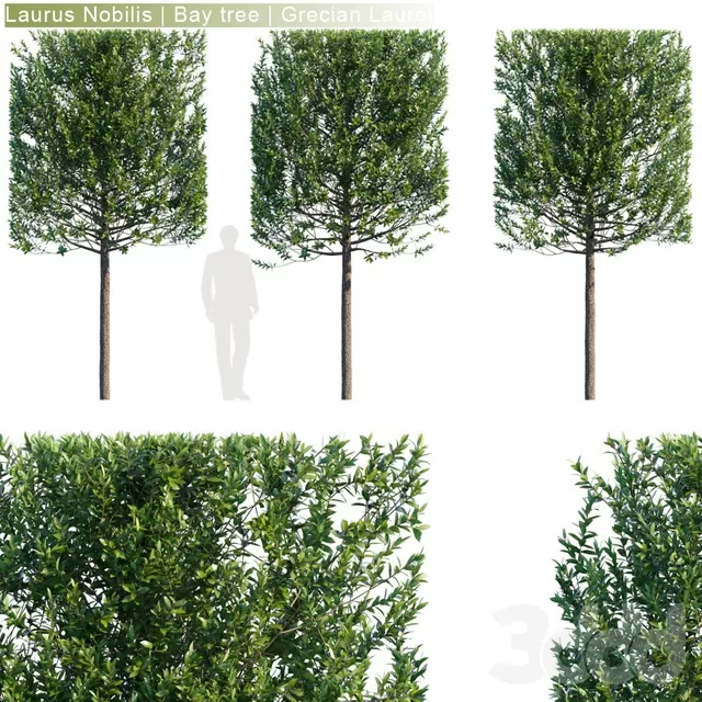 PLANTS – TREE – 3D MODELS – FREE DOWNLOAD – 17278