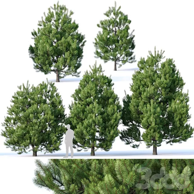 PLANTS – TREE – 3D MODELS – FREE DOWNLOAD – 17281