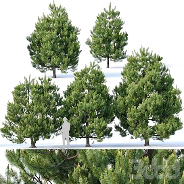 PLANTS – TREE – 3D MODELS – FREE DOWNLOAD – 17282