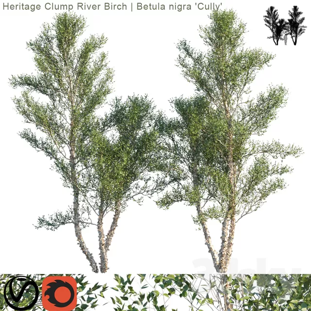 PLANTS – TREE – 3D MODELS – FREE DOWNLOAD – 17286