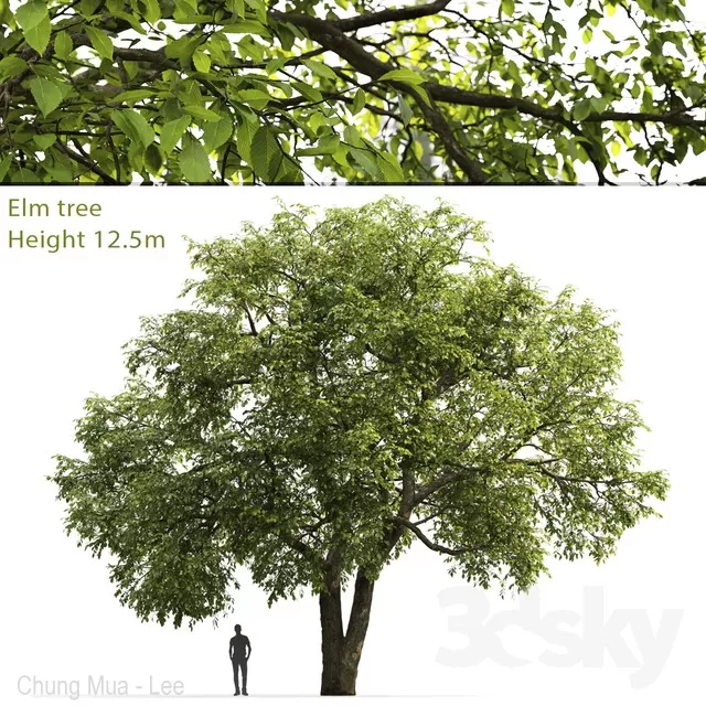PLANTS – TREE – 3D MODELS – FREE DOWNLOAD – 17287