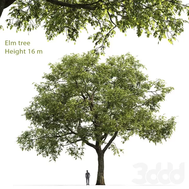 PLANTS – TREE – 3D MODELS – FREE DOWNLOAD – 17288