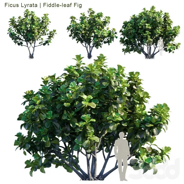 PLANTS – TREE – 3D MODELS – FREE DOWNLOAD – 17289