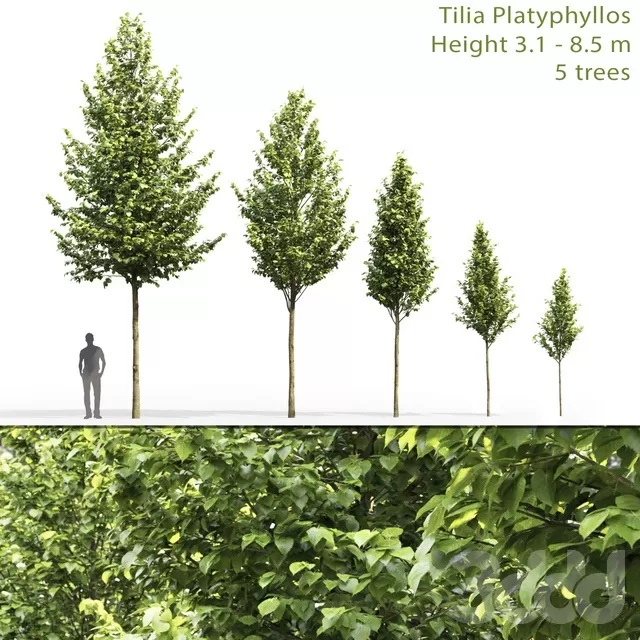 PLANTS – TREE – 3D MODELS – FREE DOWNLOAD – 17290