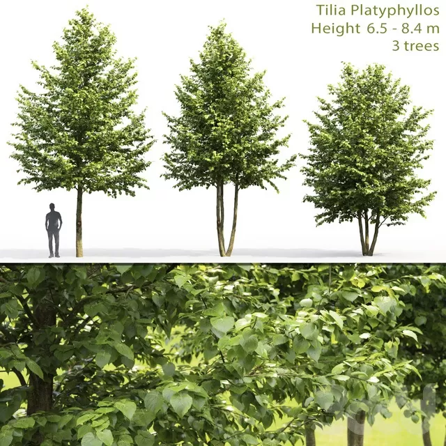 PLANTS – TREE – 3D MODELS – FREE DOWNLOAD – 17291
