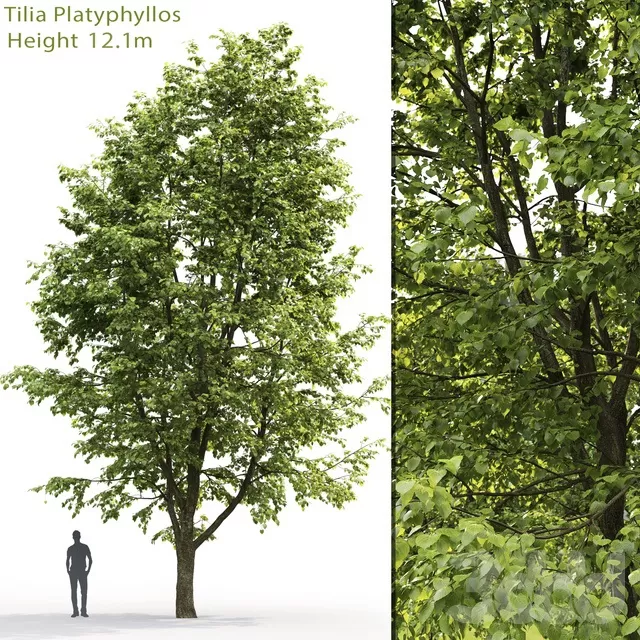 PLANTS – TREE – 3D MODELS – FREE DOWNLOAD – 17293