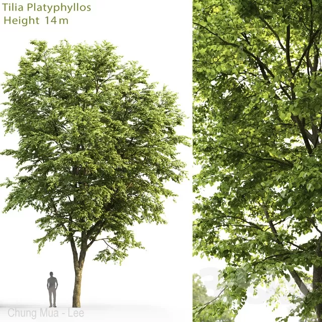 PLANTS – TREE – 3D MODELS – FREE DOWNLOAD – 17295