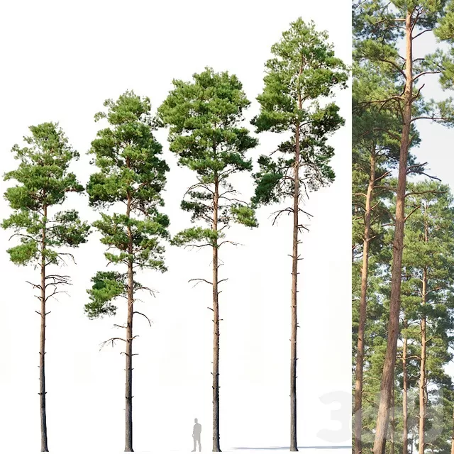 PLANTS – TREE – 3D MODELS – FREE DOWNLOAD – 17301