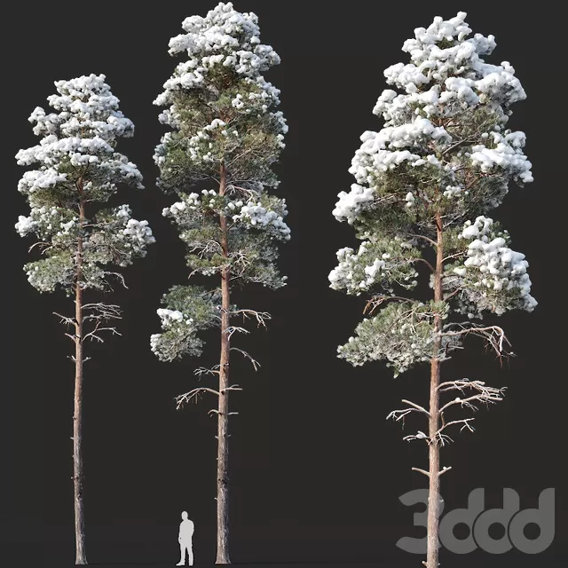 PLANTS – TREE – 3D MODELS – FREE DOWNLOAD – 17304