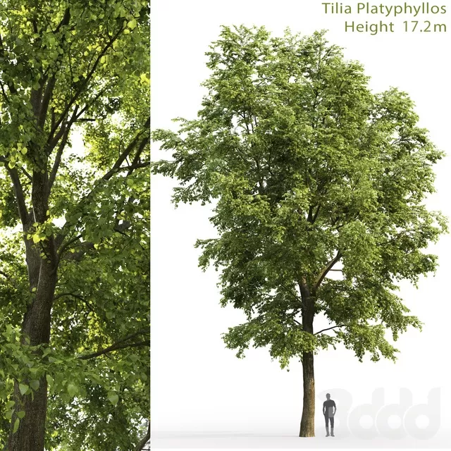 PLANTS – TREE – 3D MODELS – FREE DOWNLOAD – 17305