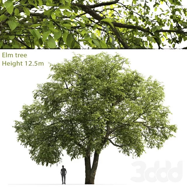 PLANTS – TREE – 3D MODELS – FREE DOWNLOAD – 17306