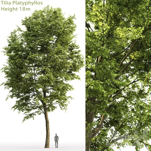PLANTS – TREE – 3D MODELS – FREE DOWNLOAD – 17307