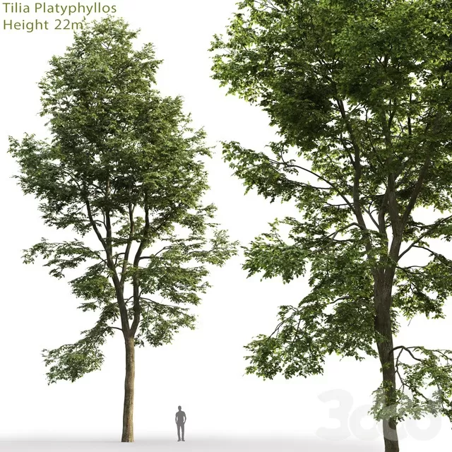 PLANTS – TREE – 3D MODELS – FREE DOWNLOAD – 17308