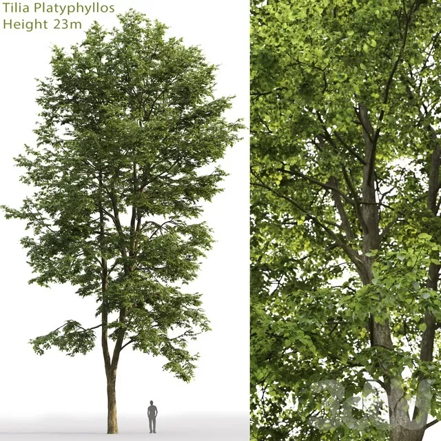 PLANTS – TREE – 3D MODELS – FREE DOWNLOAD – 17309