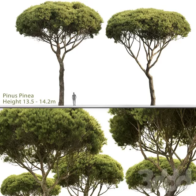 PLANTS – TREE – 3D MODELS – FREE DOWNLOAD – 17311