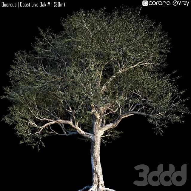 PLANTS – TREE – 3D MODELS – FREE DOWNLOAD – 17314