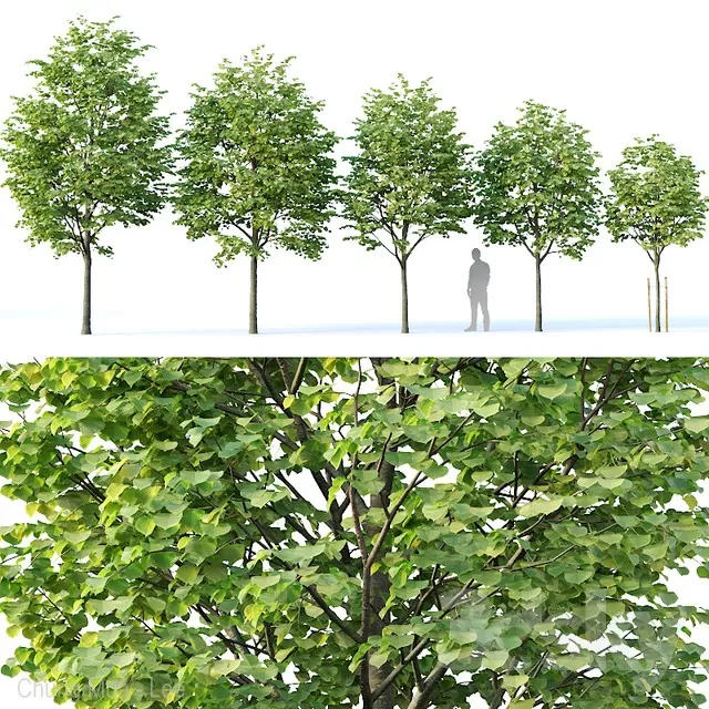 PLANTS – TREE – 3D MODELS – FREE DOWNLOAD – 17315